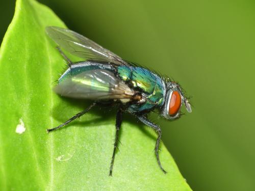 Réf. 288 670 : Lucilia sericata